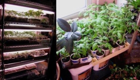 Repotting Seedlings with Repurposing Hints Image